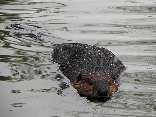 Beavers and Beaver Deceivers by Jeff Tome