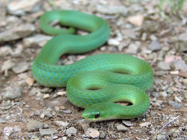 Snakes by Sarah Hatfield