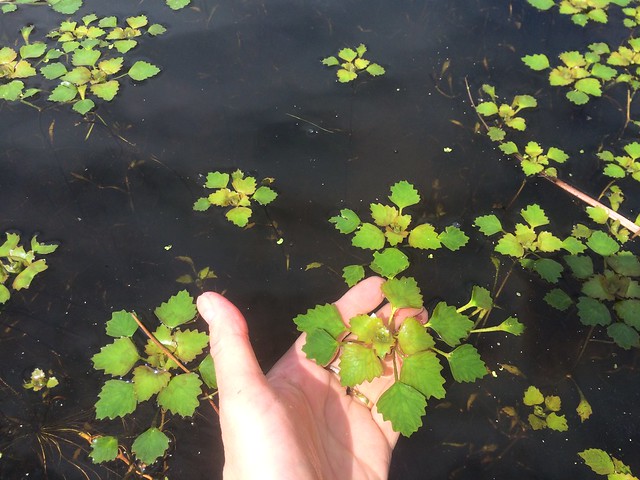Peace in the Pond by Jeff Tome