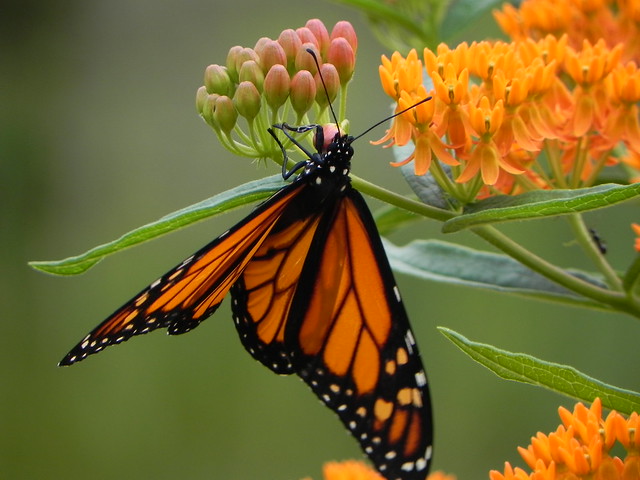We need insects