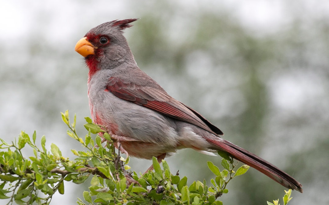Audubon Announces 2019 Nature Photo Contest Winners and  Exhibit