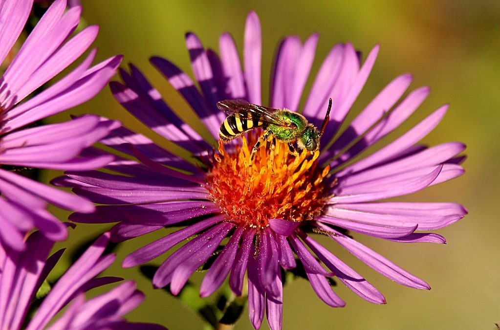 Un-BEE-lievable Ways to Save Bees! By Jennifer Seip