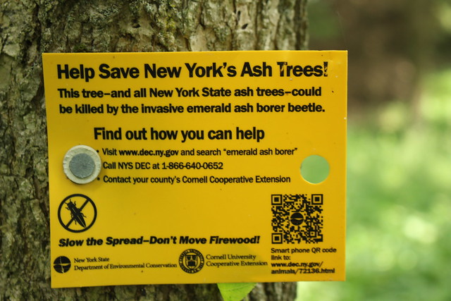 Blind Spot in the Ash by Jeff Tome