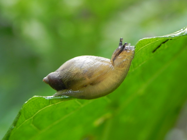 Snails: More Interesting Than You Think by Katie Finch