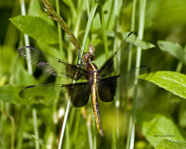 Dragonflies: They do what?! by Katie Finch