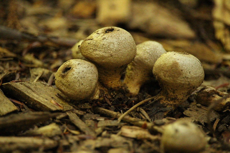 This Fungi I know… by Emily Rechin