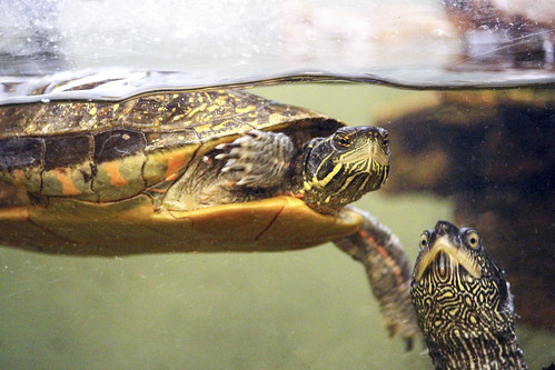 Audubon’s Feast for the Beasts at Miller’s Coconut Grove,  Wednesday, January 22