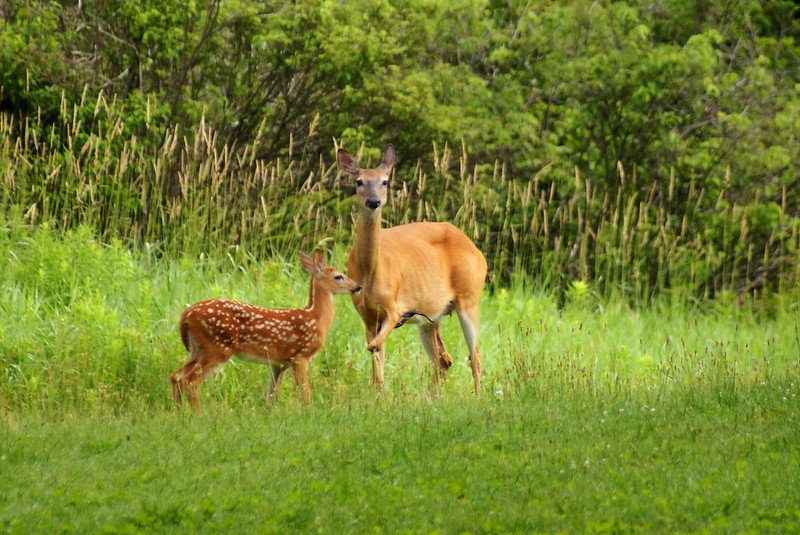 Wildflowers love Hunters