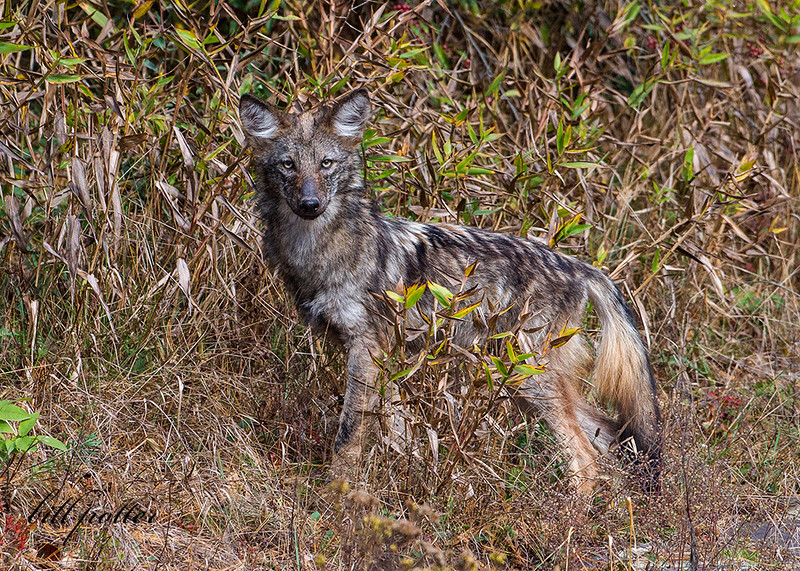 Mountain Lions, and Wolves, and Bears… by Chelsea Jandreau