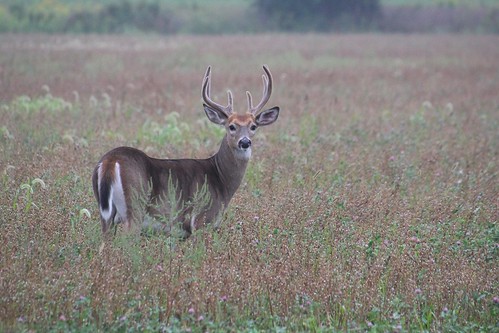 Deer, Amazing and Destructive by Jeff Tome