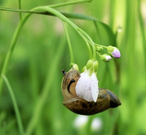 Audubon’s Virtual First Friday June 5: A Mathematician/Artist’s Journey through Nature