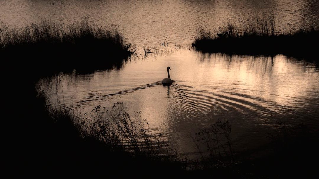 Audubon Nature Photography Contest Accepting Entries