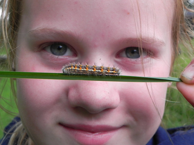 Caterpillars by Katie Finch