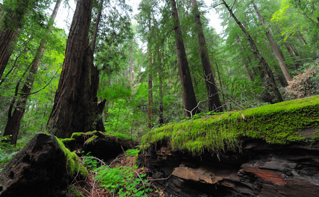 Audubon 2020 Nature Photography Contest Closes August 31