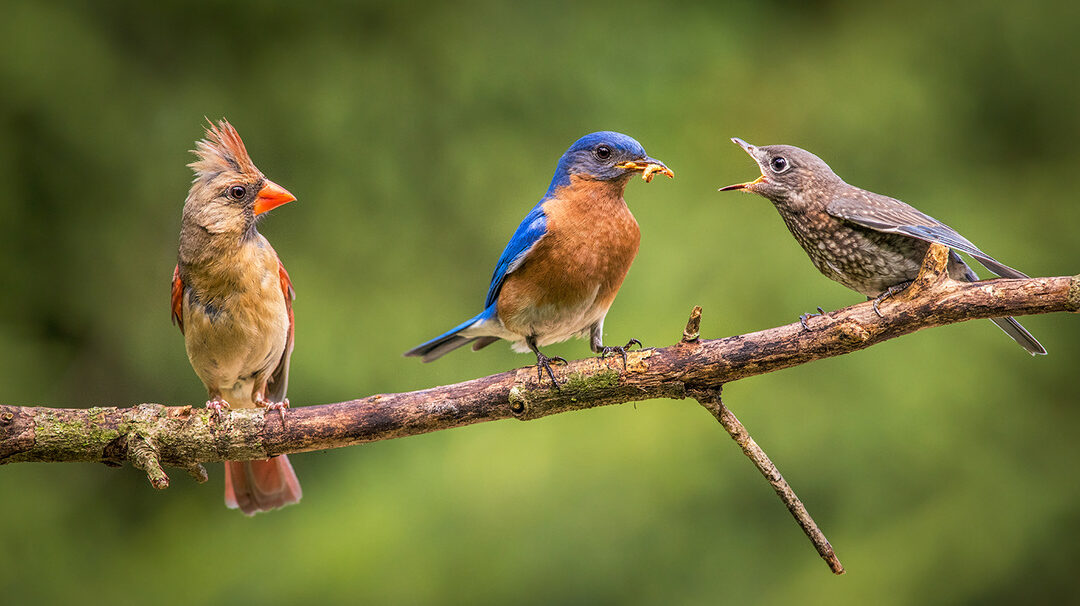 Audubon Bird Series Closing Saturday, September 5