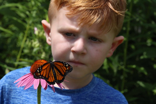 Multiple Audubon Opportunities to Learn to Raise Monarchs