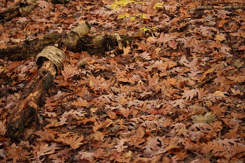 Leave the Leaves by Sarah Hatfield
