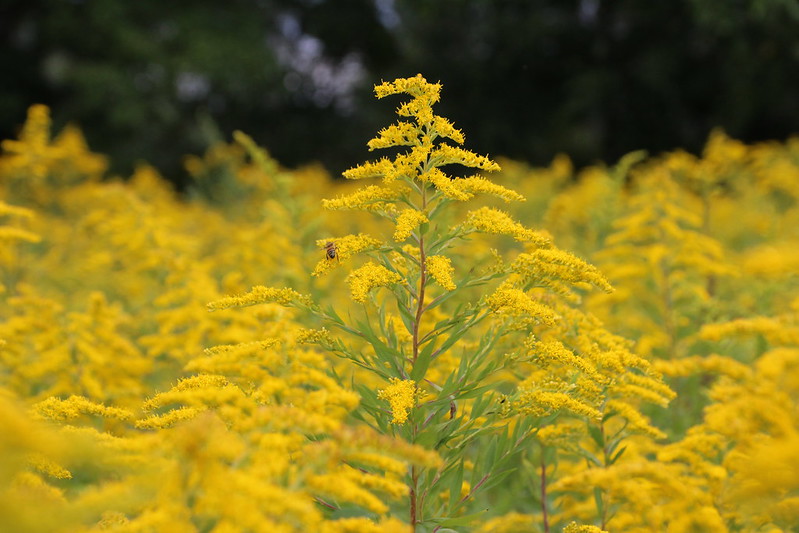 Goldenrod Yellow by Jeff Tome