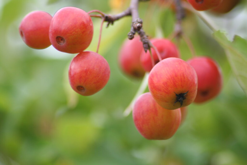 Apples by Sarah Hatfield