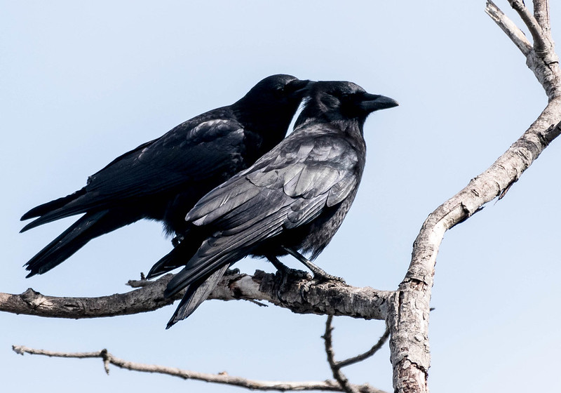 Corvids by Chelsea Jandreau