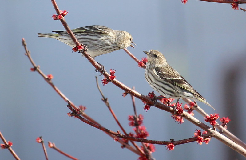 Birding Everywhere