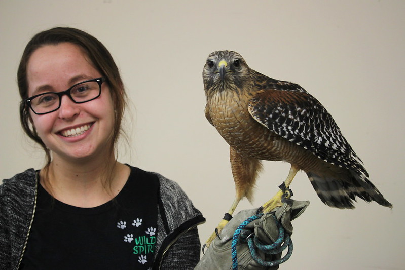 Birds of Prey by Chelsea Jandreau