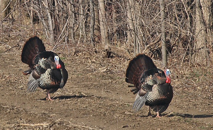 Be Part of Audubon’s Virtual Wild Turkey Trot Challenge November 21 through 29