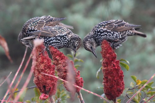 A Common Starling