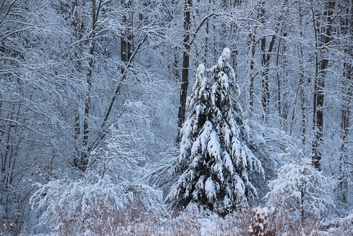 The Paradox of Snow by Jeff Tome