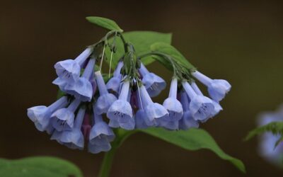 Wildflower Explosion by Jeff Tome