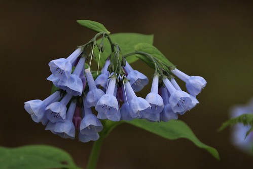 Wildflower Explosion by Jeff Tome
