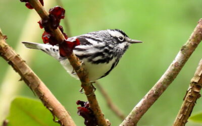 Warblers by Sarah Hatfield