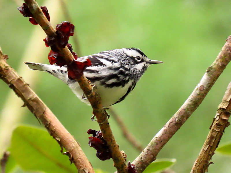 Warblers by Sarah Hatfield