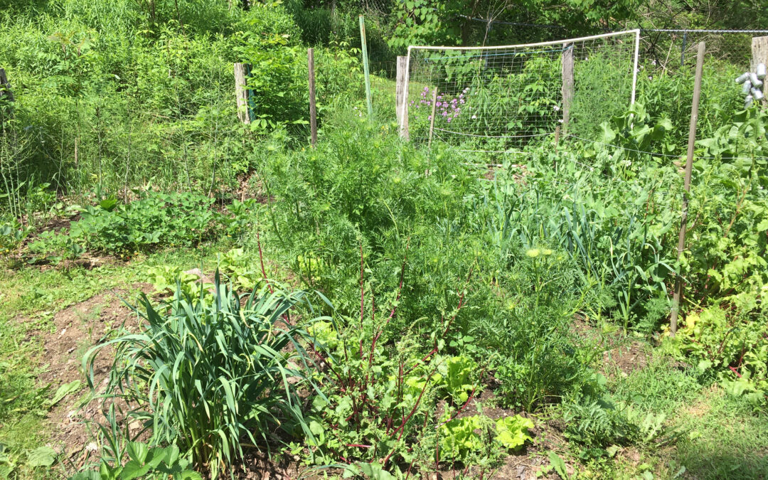 The Unruly Garden by Sarah Hatfield
