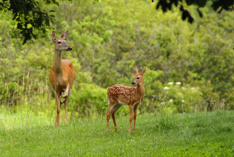 Something to See by Chelsea Jandreau