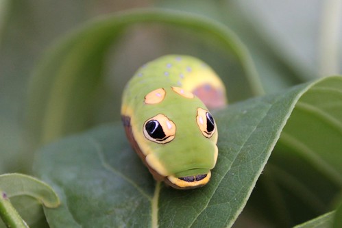 The Early Bird gets the Caterpillar by Jeff Tome