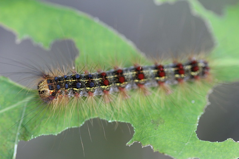 Gypsy Moth Problems