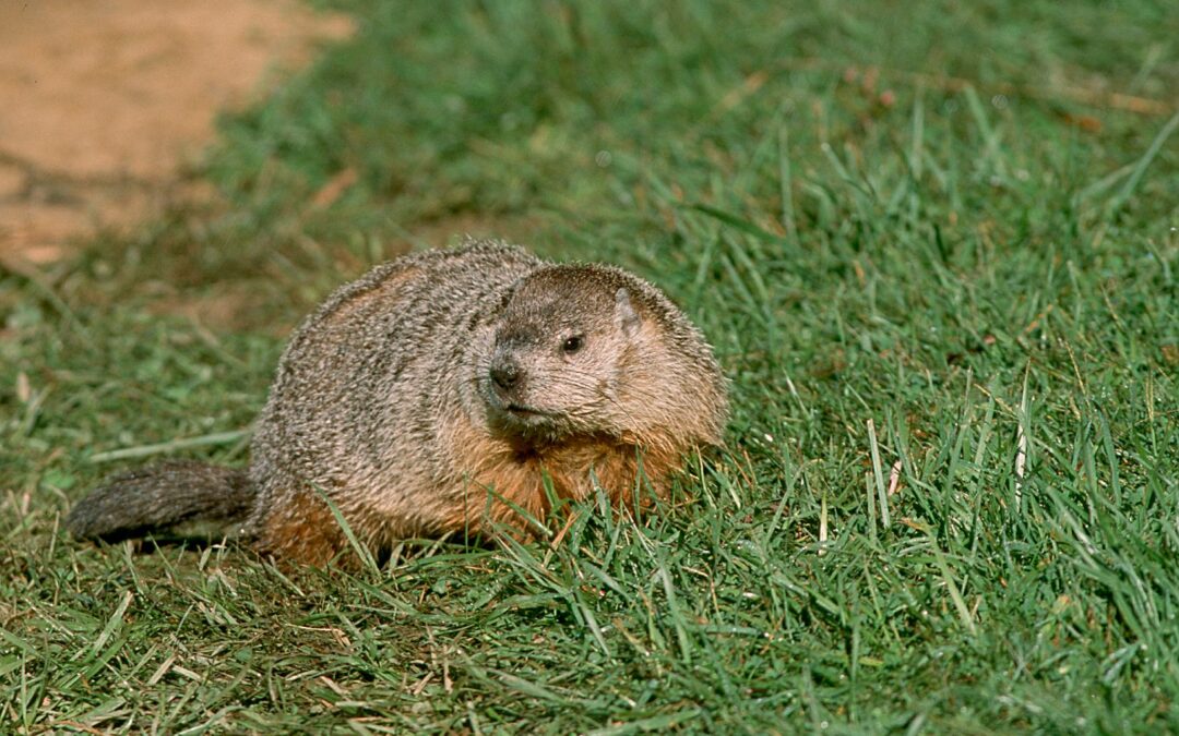 Woodchucks by Sarah Hatfield