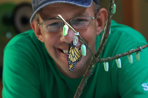 Life and Times of Monarchs by Jeff Tome
