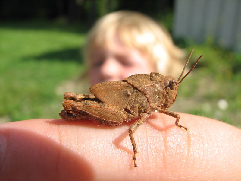 Grasshoppers and a Three-Year-Old by Sarah Hatfield