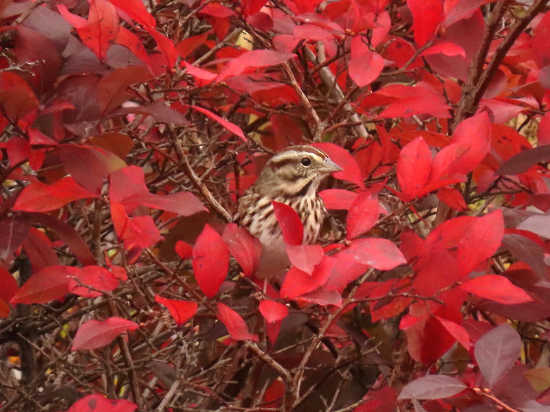 Autumn’s Balance