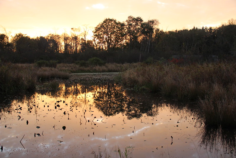 Centering in Nature