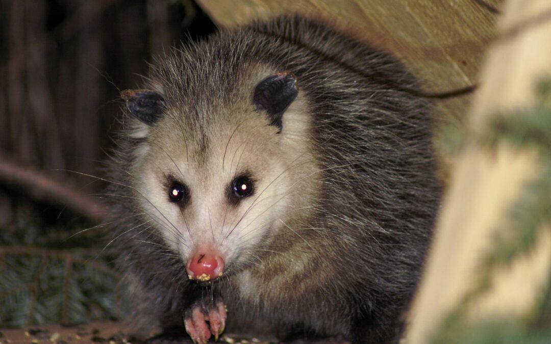Opossum Encounters