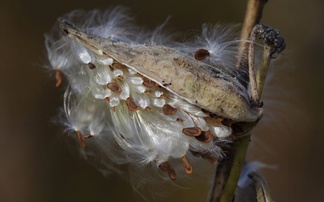 The Magic of Seeds