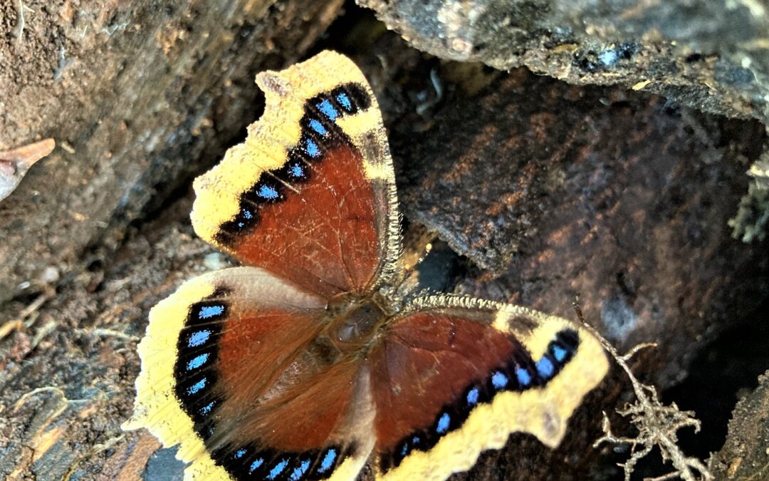 Documenting Nature