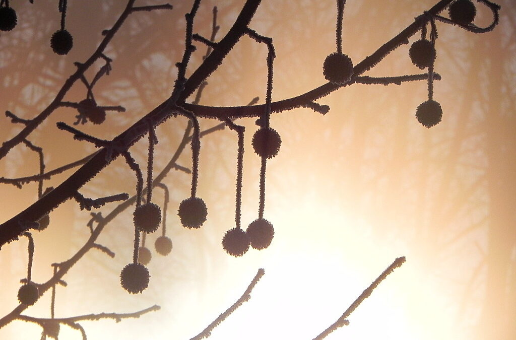 The Symbols of Winter
