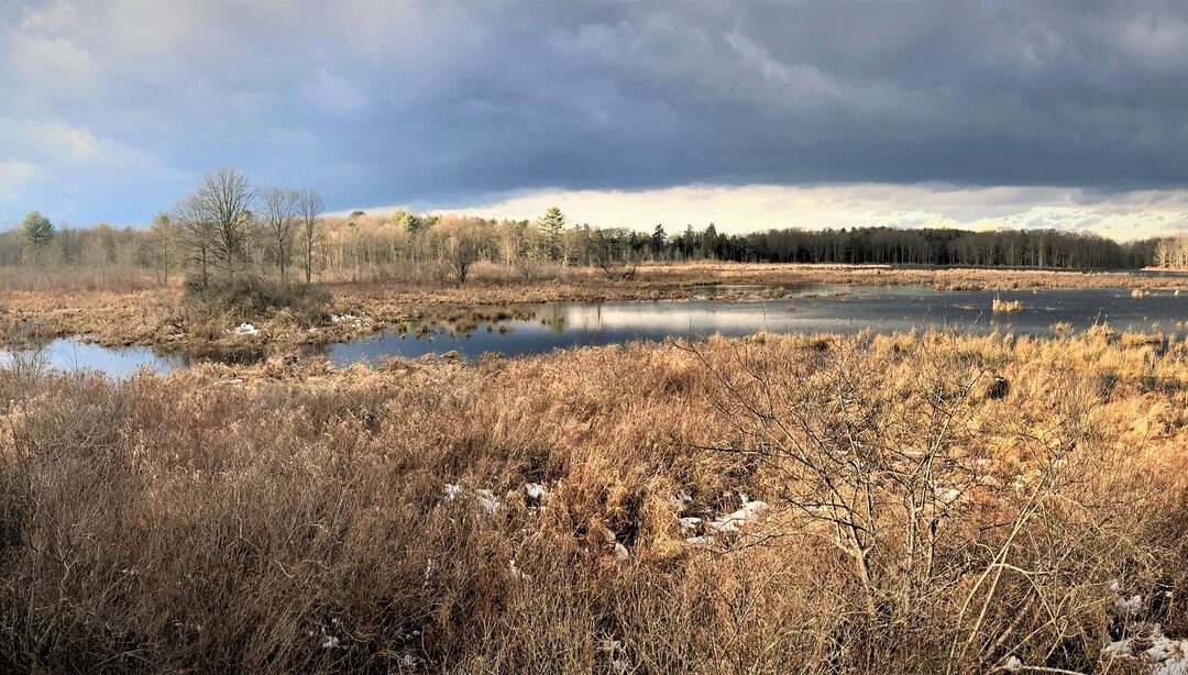 Winter Wetlands