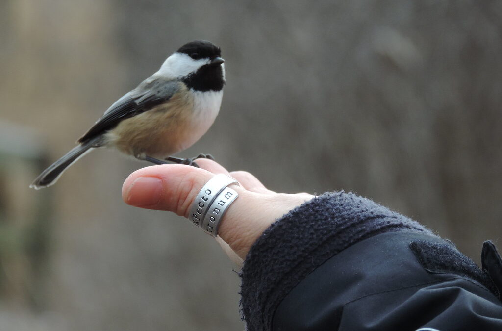 Music of the Feeders