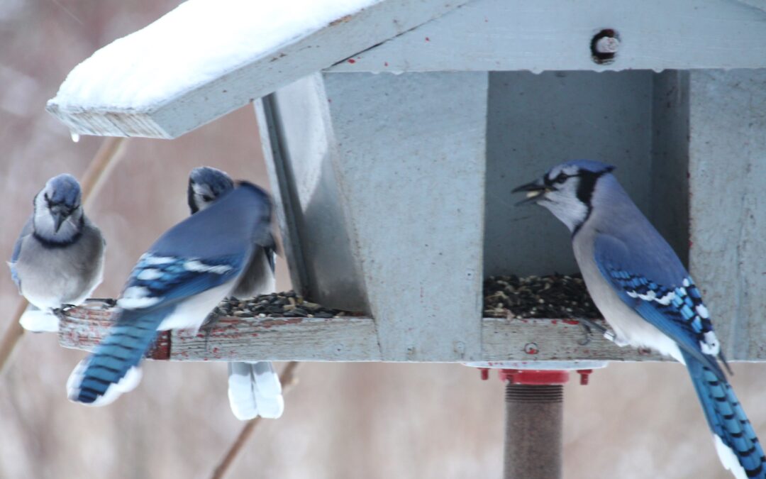 Give your feathered friends a mid-winter treat