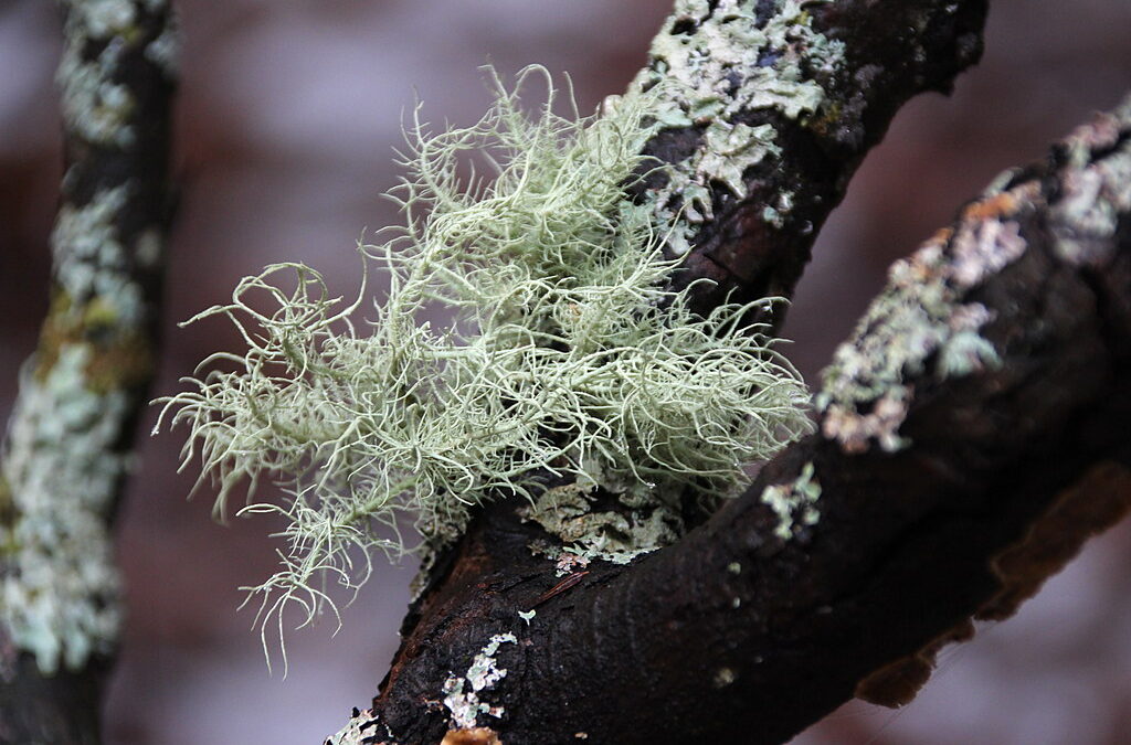 Lichens: A Lesson in Cooperation